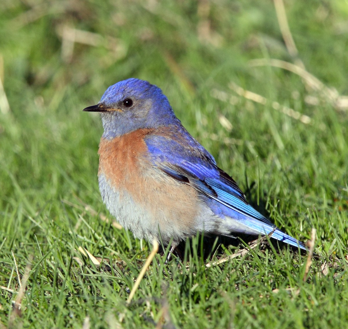 Блакитник західний - ML647697544