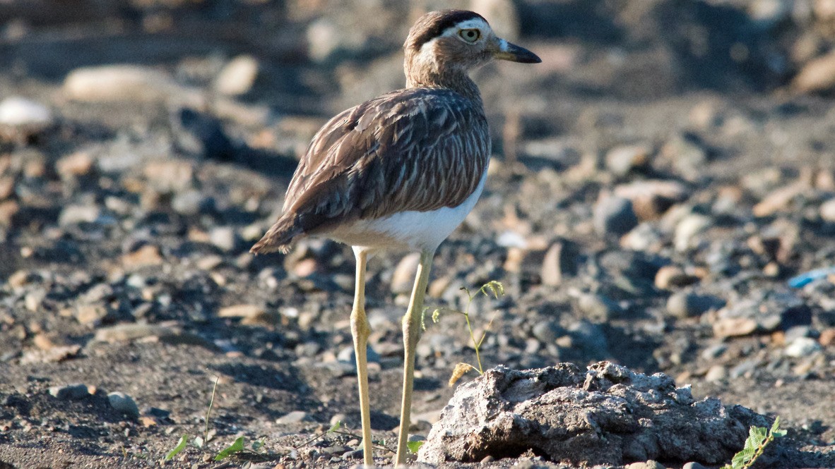 Лежень американський - ML647697545