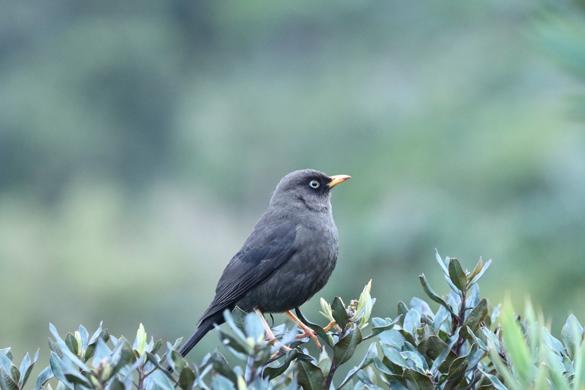 Sooty Thrush - ML647697547
