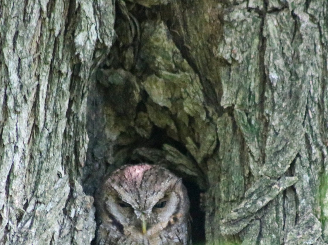 Сплюшка неотропічна - ML647697548