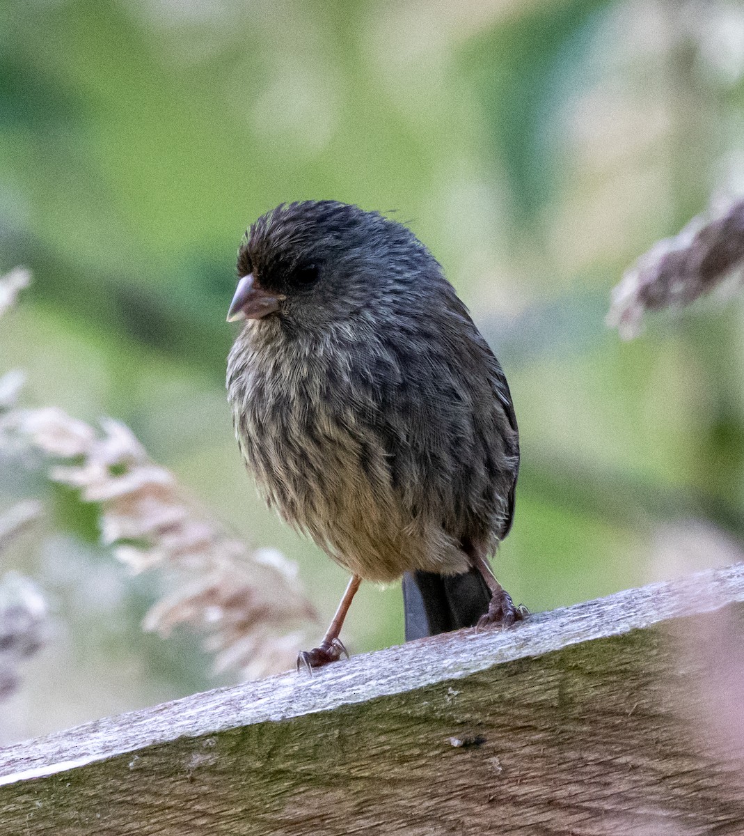 Paramo Seedeater - ML647697564
