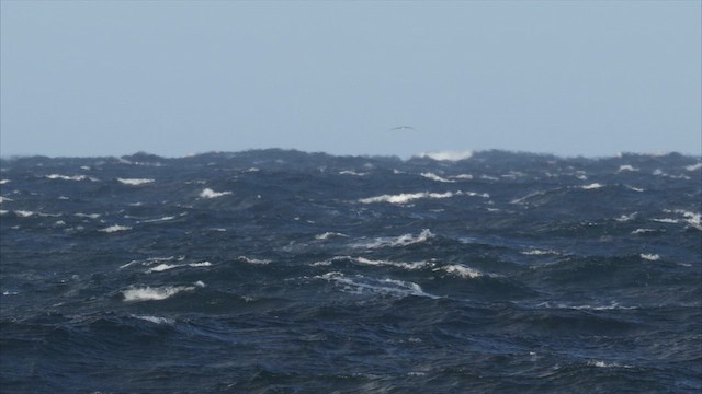 Indian Yellow-nosed Albatross - ML647697566