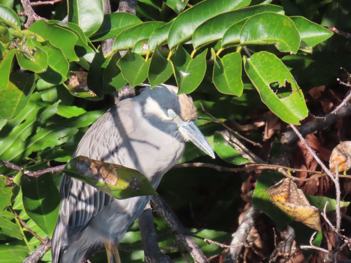 Yellow-crowned Night Heron - ML647697591