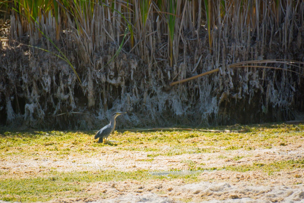 Striated Heron - ML647697600