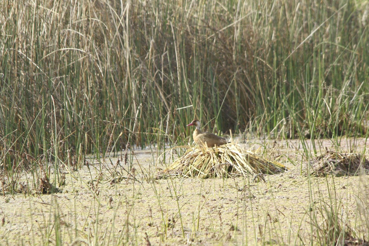 Brazilian Teal - ML647697612