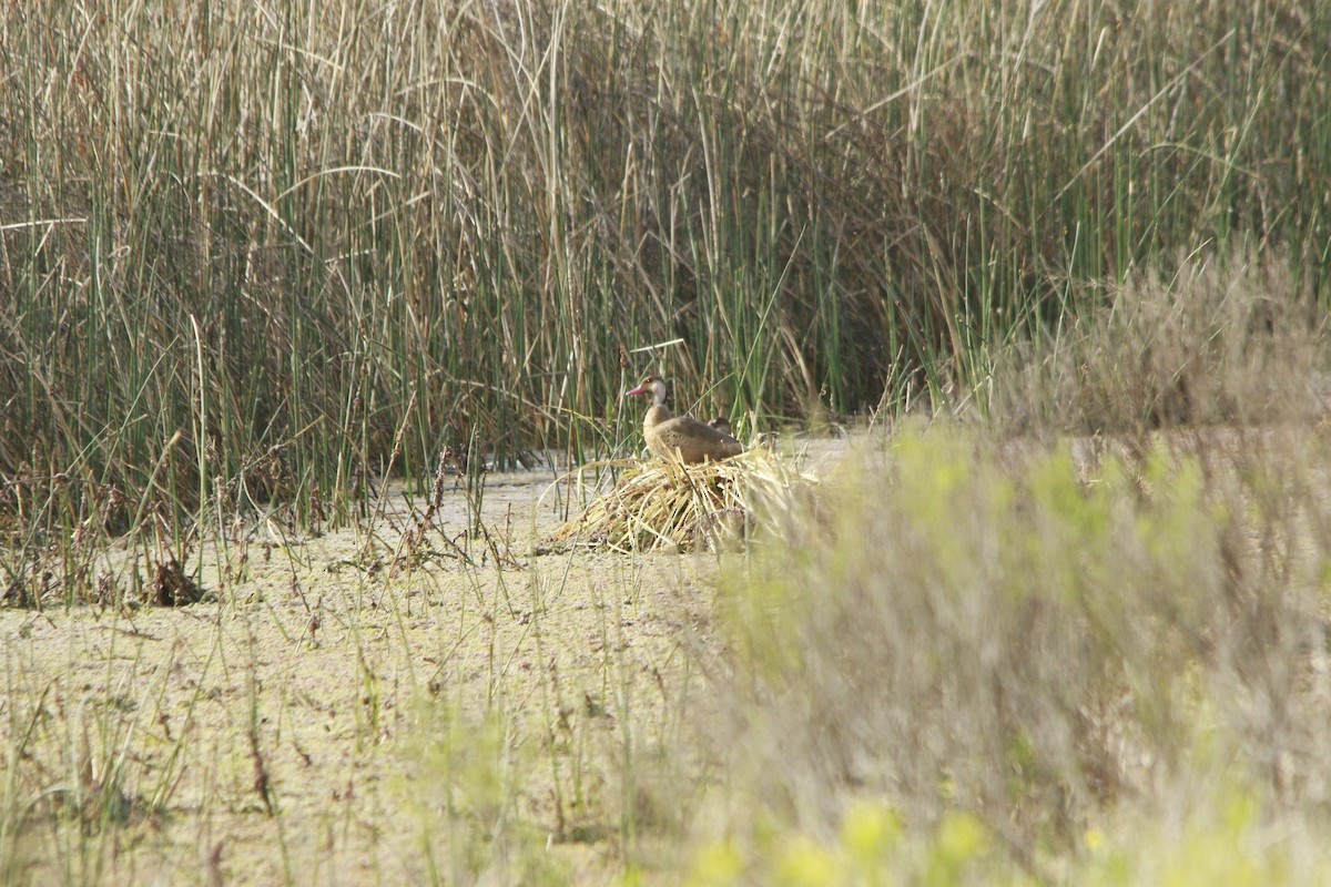 Brazilian Teal - ML647697613