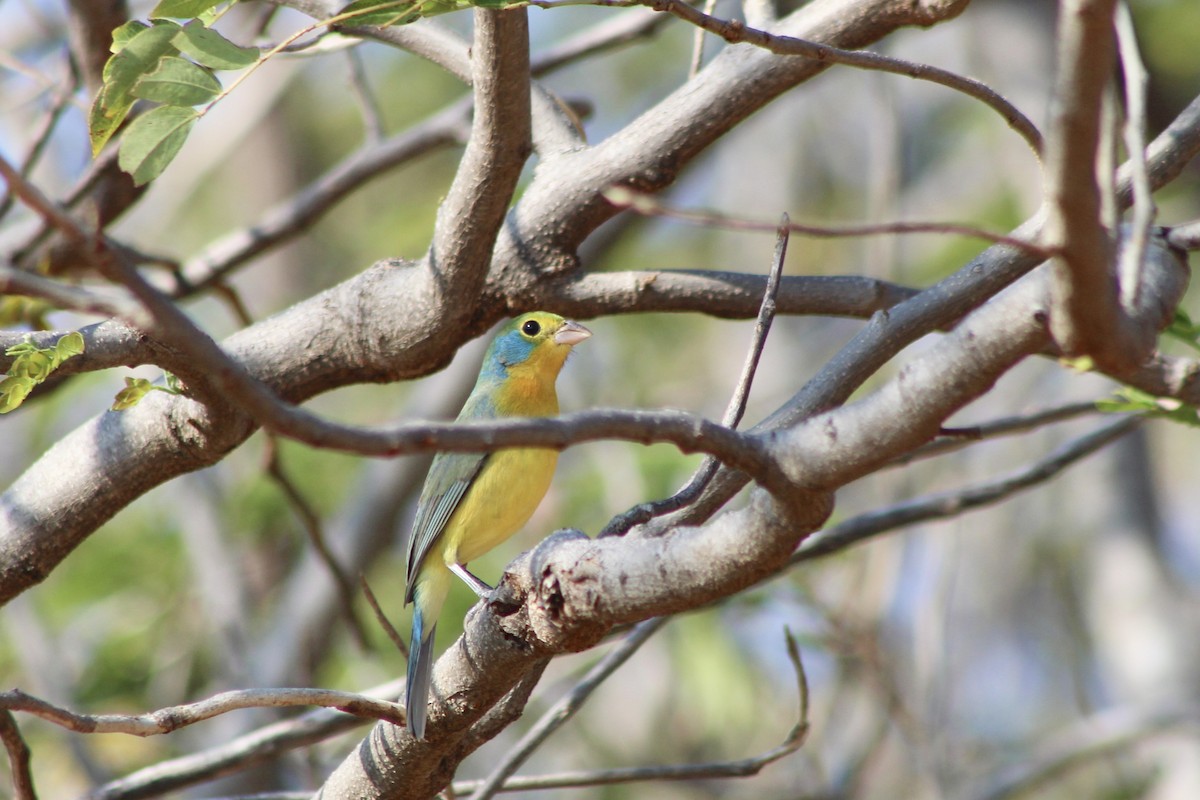 Orange-breasted Bunting - ML647697615