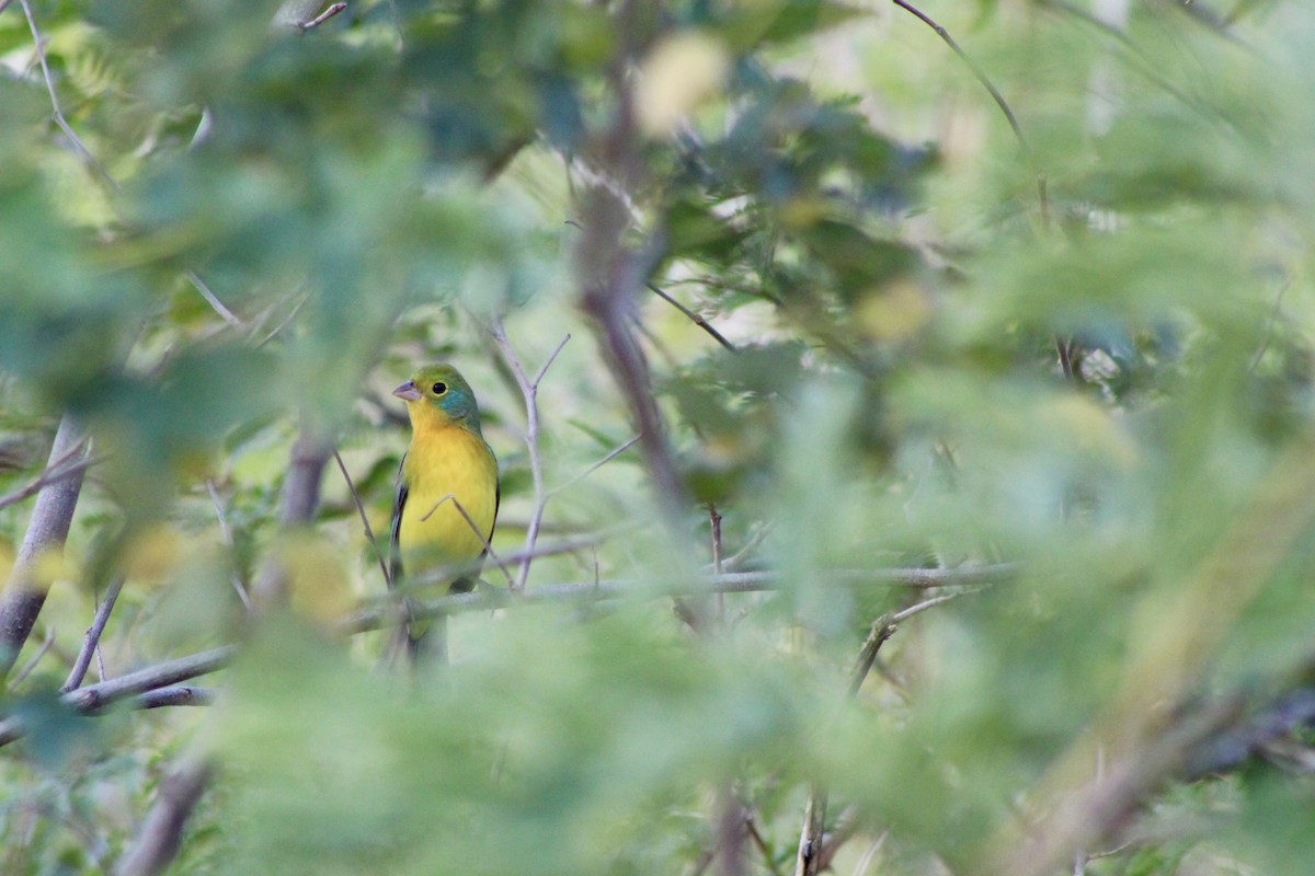 Orange-breasted Bunting - ML647697618