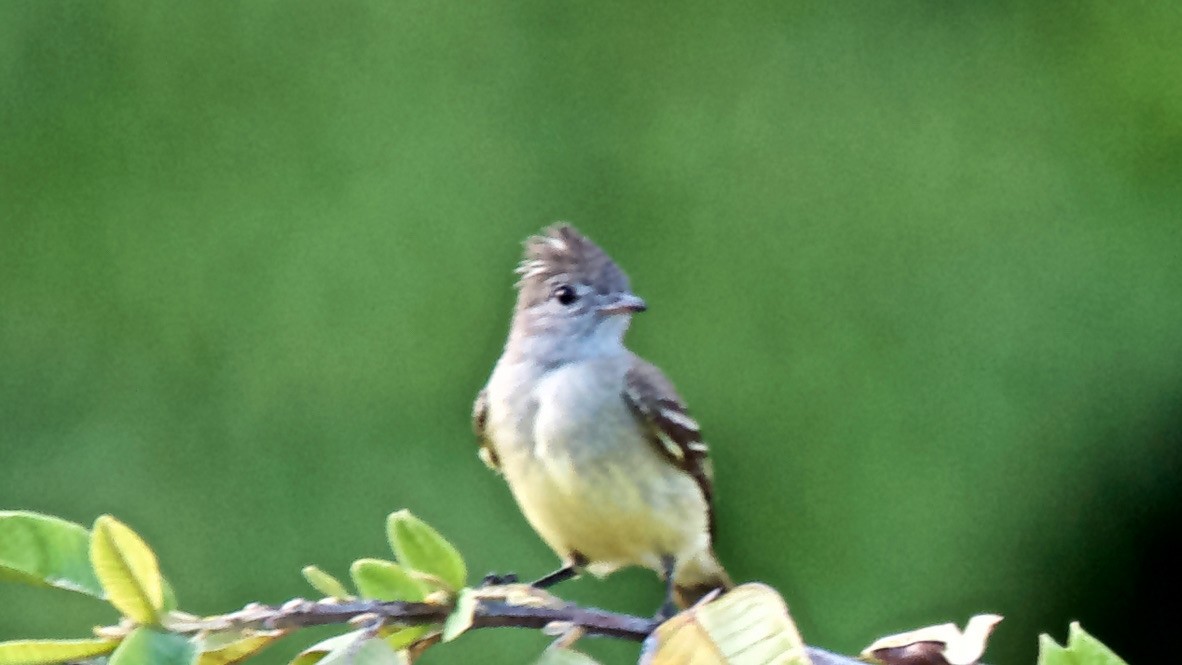 Yellow-bellied Elaenia - ML647697619