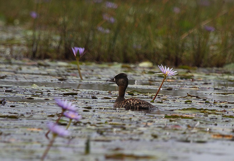 Pato Dorsiblanco - ML647697631