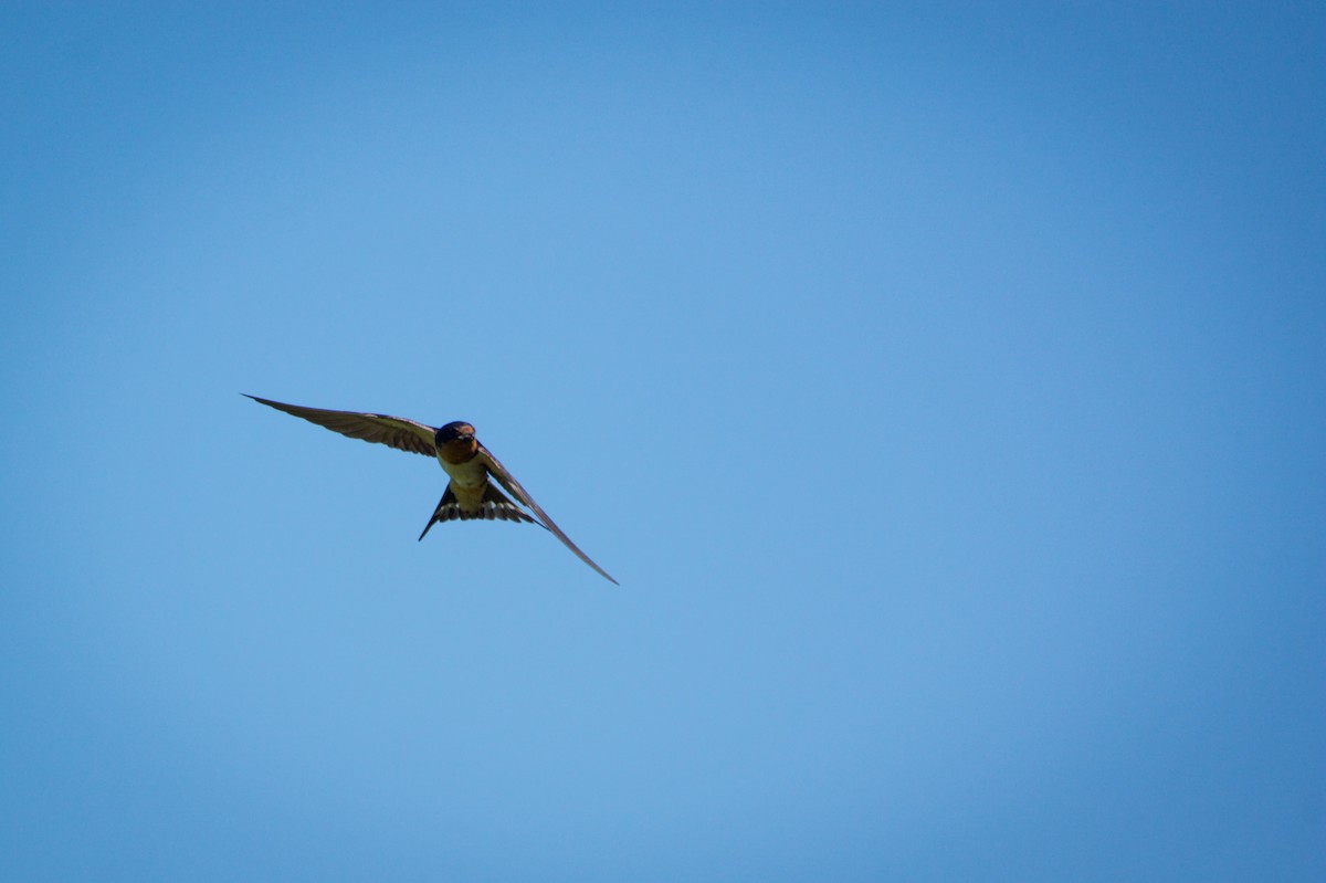Barn Swallow - ML647697641