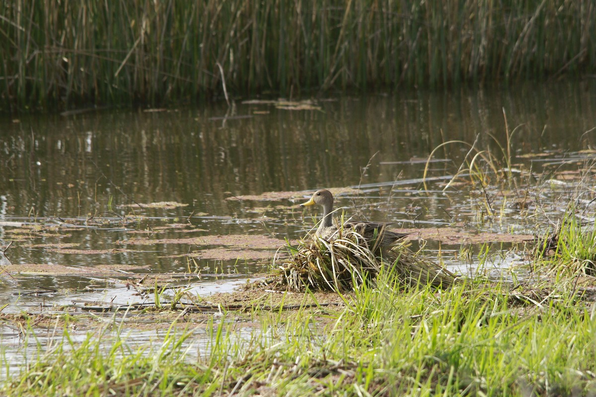 Sarı Gagalı Kılkuyruk - ML647697642