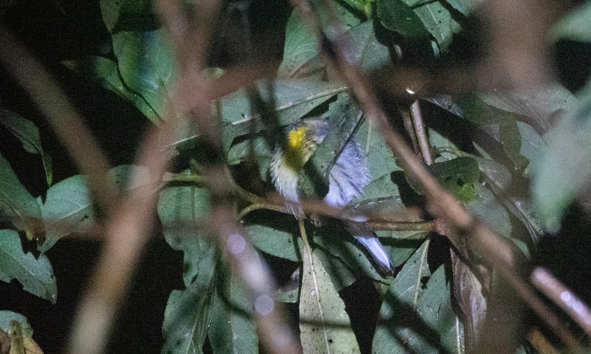 Blackburnian Warbler - ML647697649