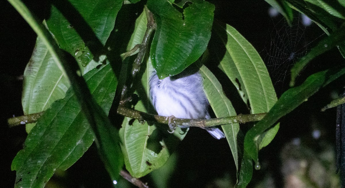 Blackburnian Warbler - ML647697651