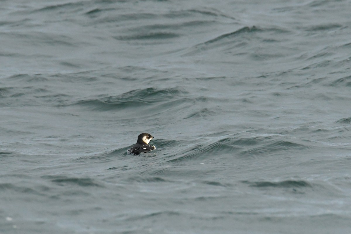 Pottorro txikia - ML647697671