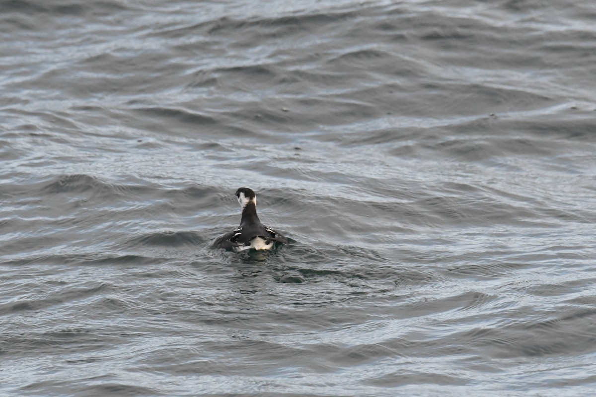 Pottorro txikia - ML647697674