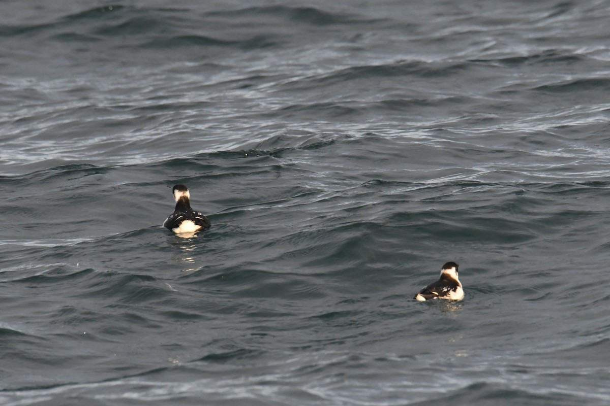 Pottorro txikia - ML647697675