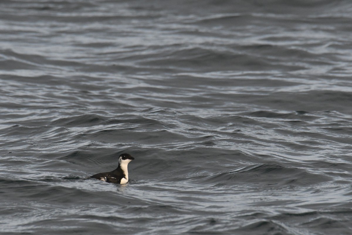 Pottorro txikia - ML647697676