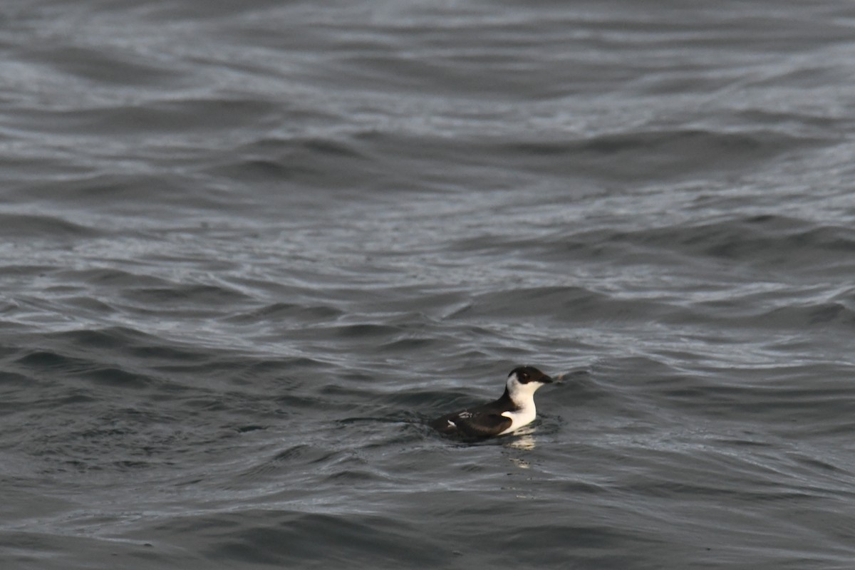 Pottorro txikia - ML647697678