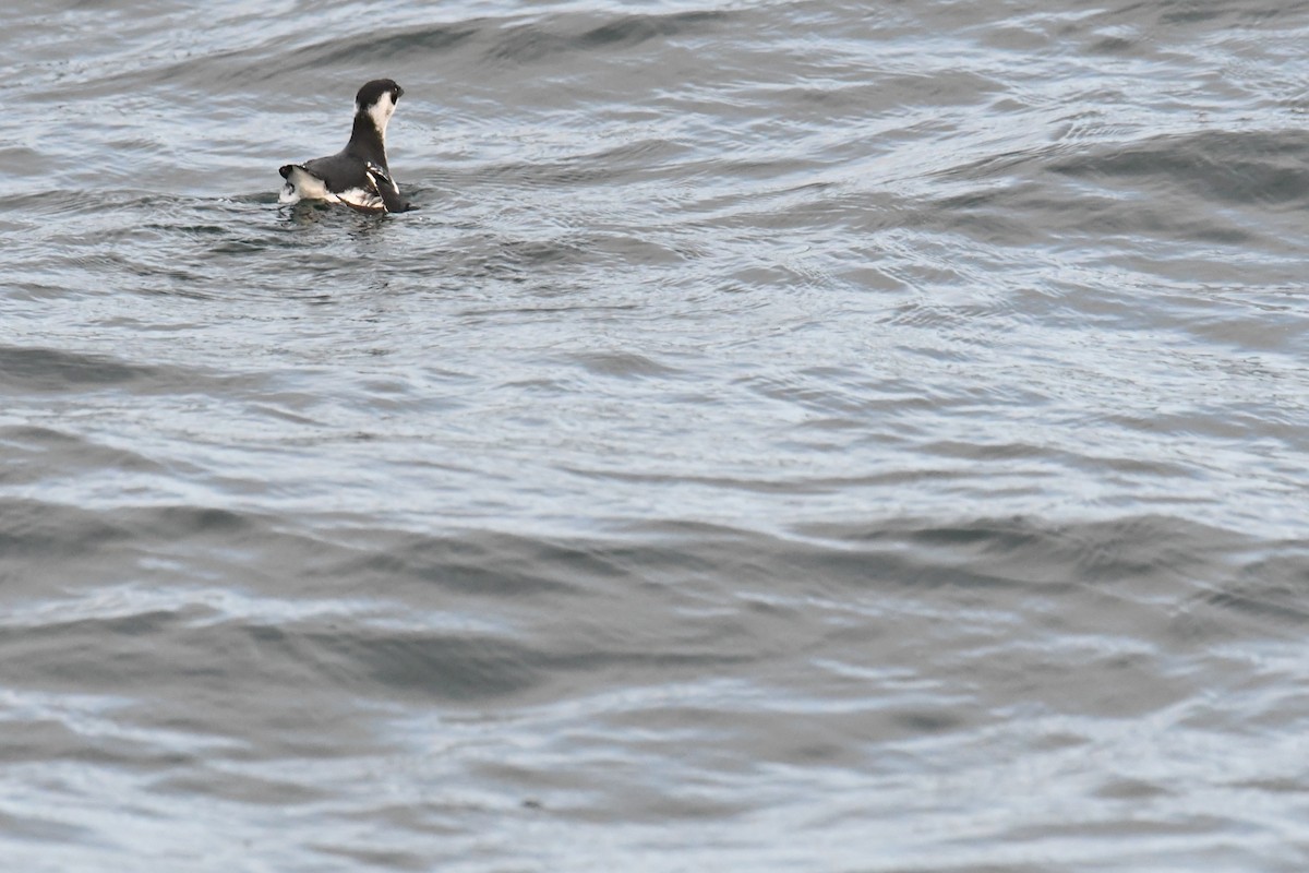 Pottorro txikia - ML647697679