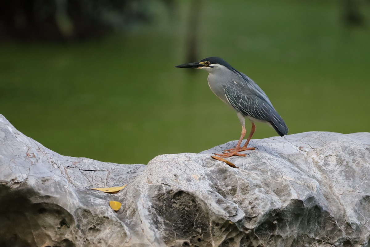 Little Heron - ML647697721