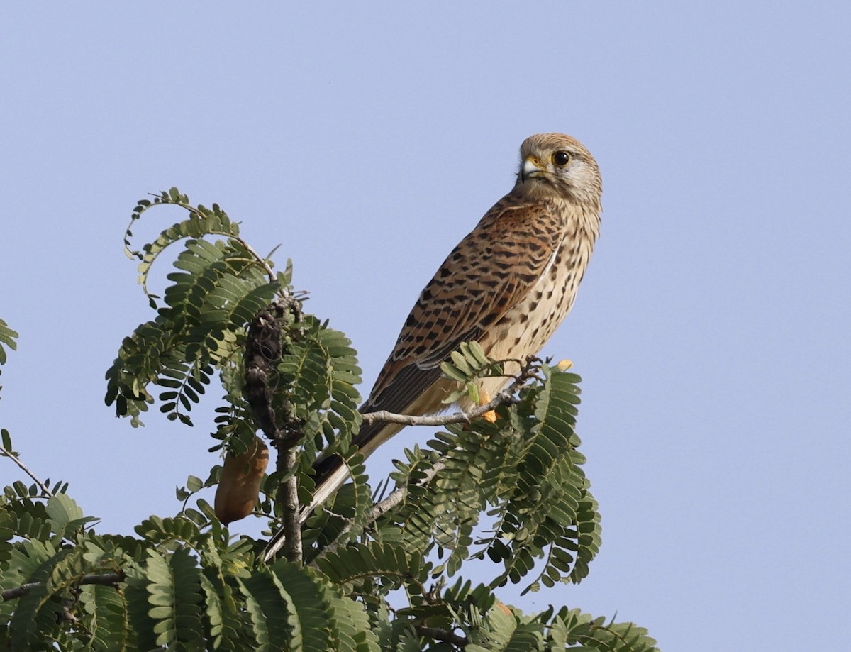 Eurasian Kestrel - ML647697722