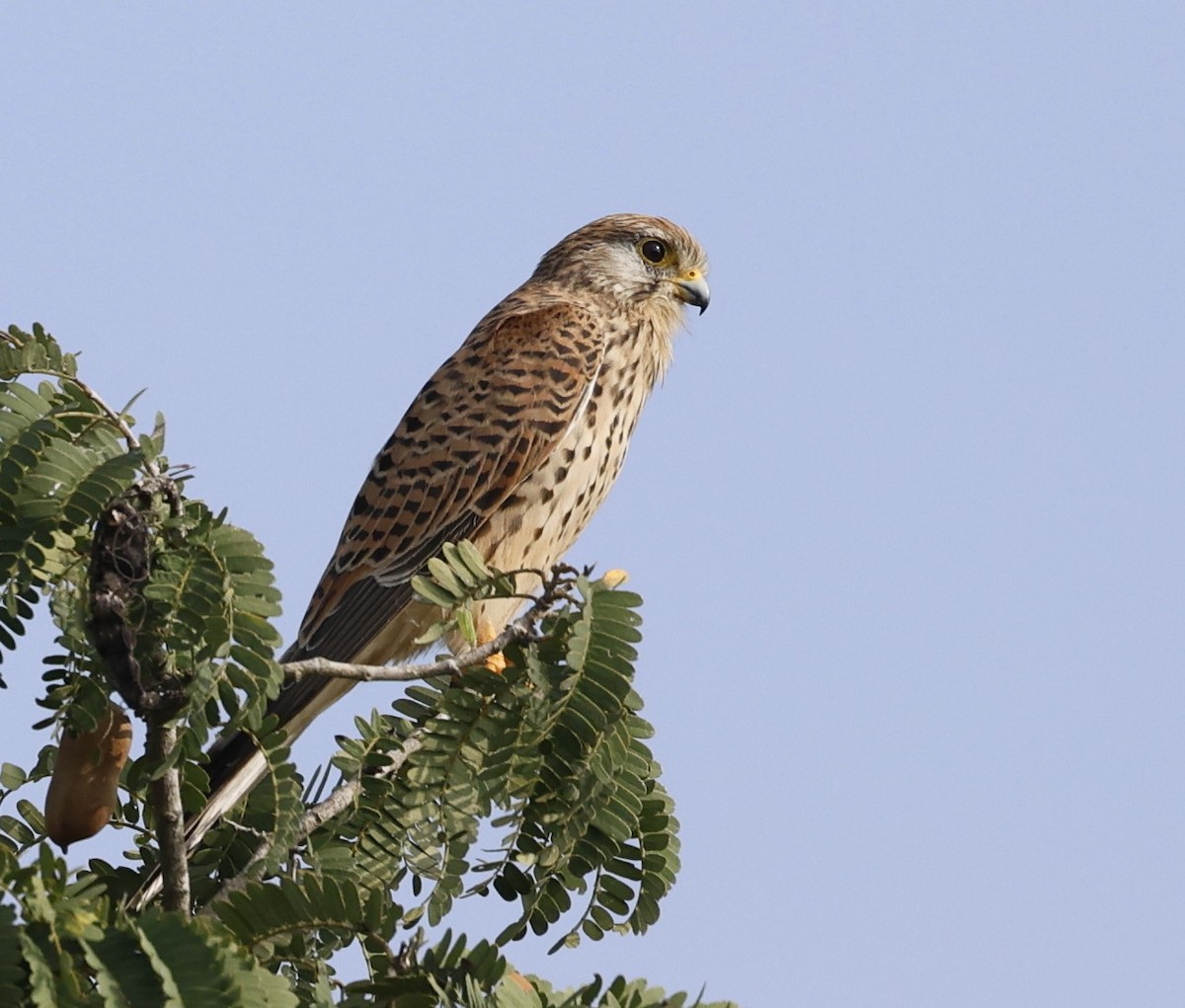 Eurasian Kestrel - ML647697723