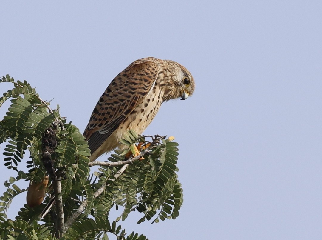 Eurasian Kestrel - ML647697724