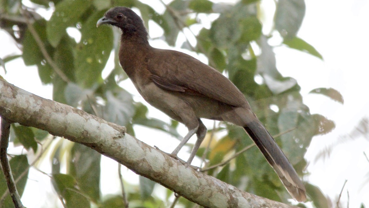 Gray-headed Chachalaca - ML647697725