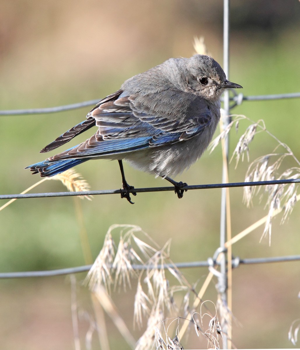 Mountain Bluebird - ML647697726