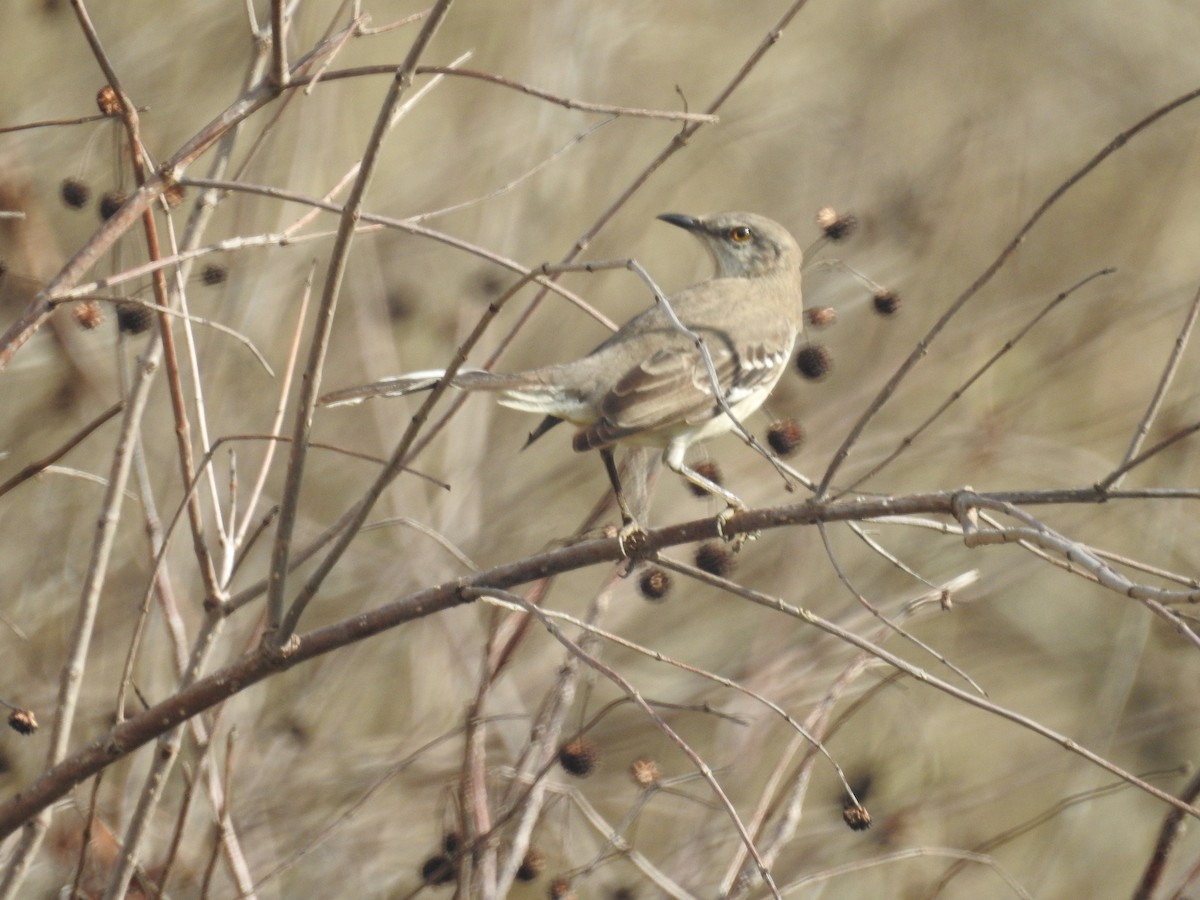 Northern Mockingbird - ML647697727