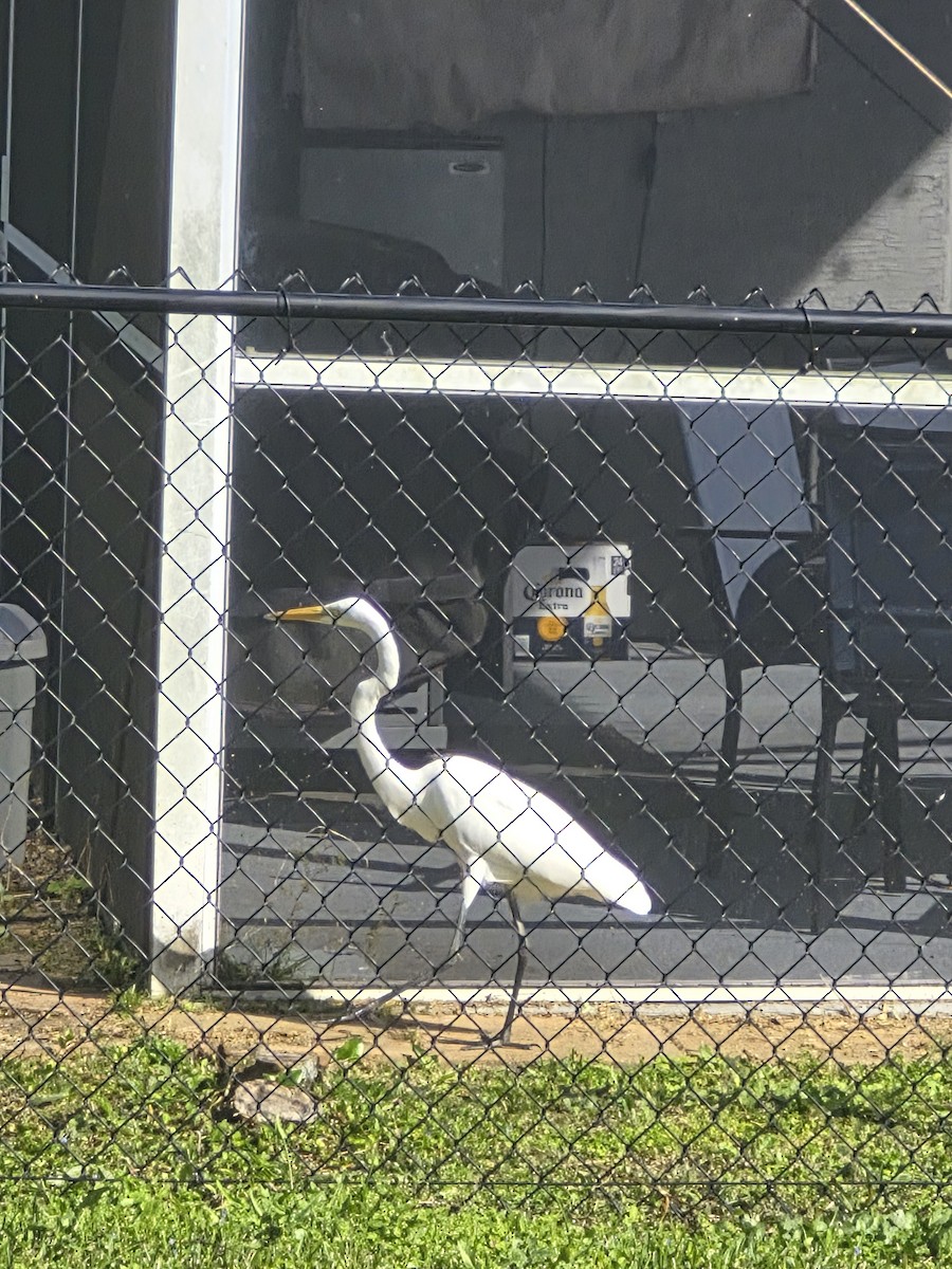 Great Egret - ML647697728