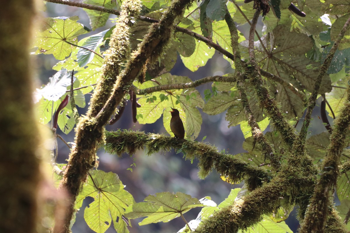 Rufous-brown Solitaire - ML647697729