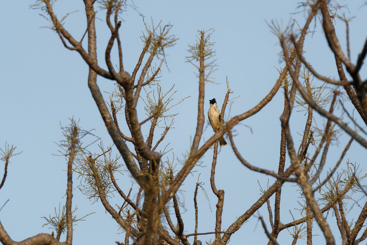 Sooty-headed Bulbul - ML647697730