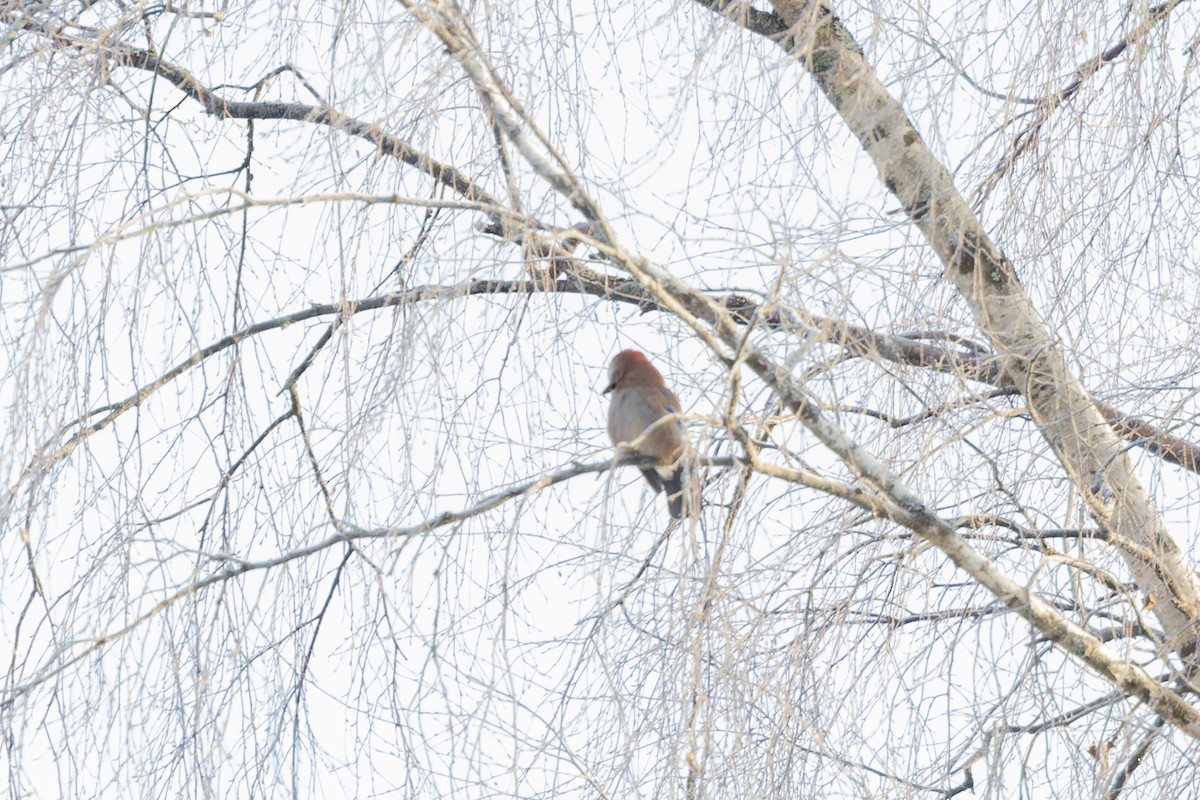 Eurasian Jay - ML647697731
