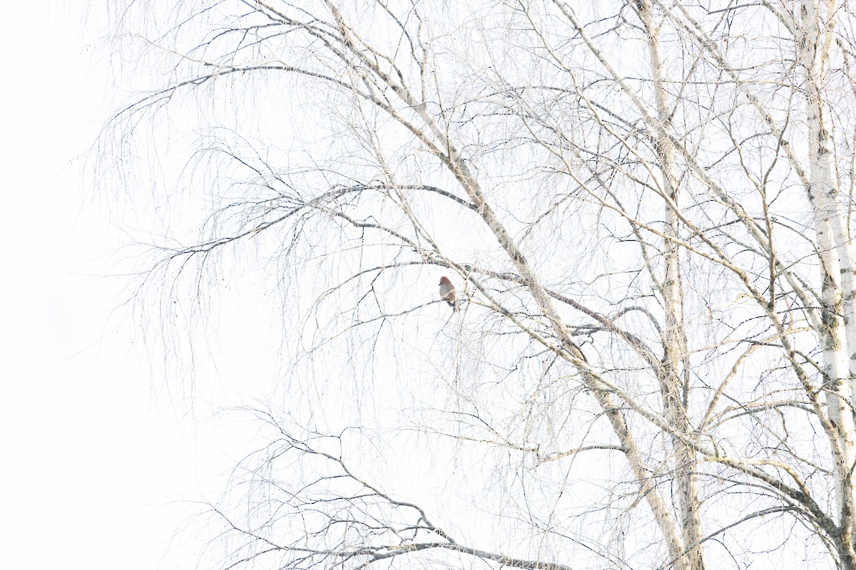 Eurasian Jay - ML647697732