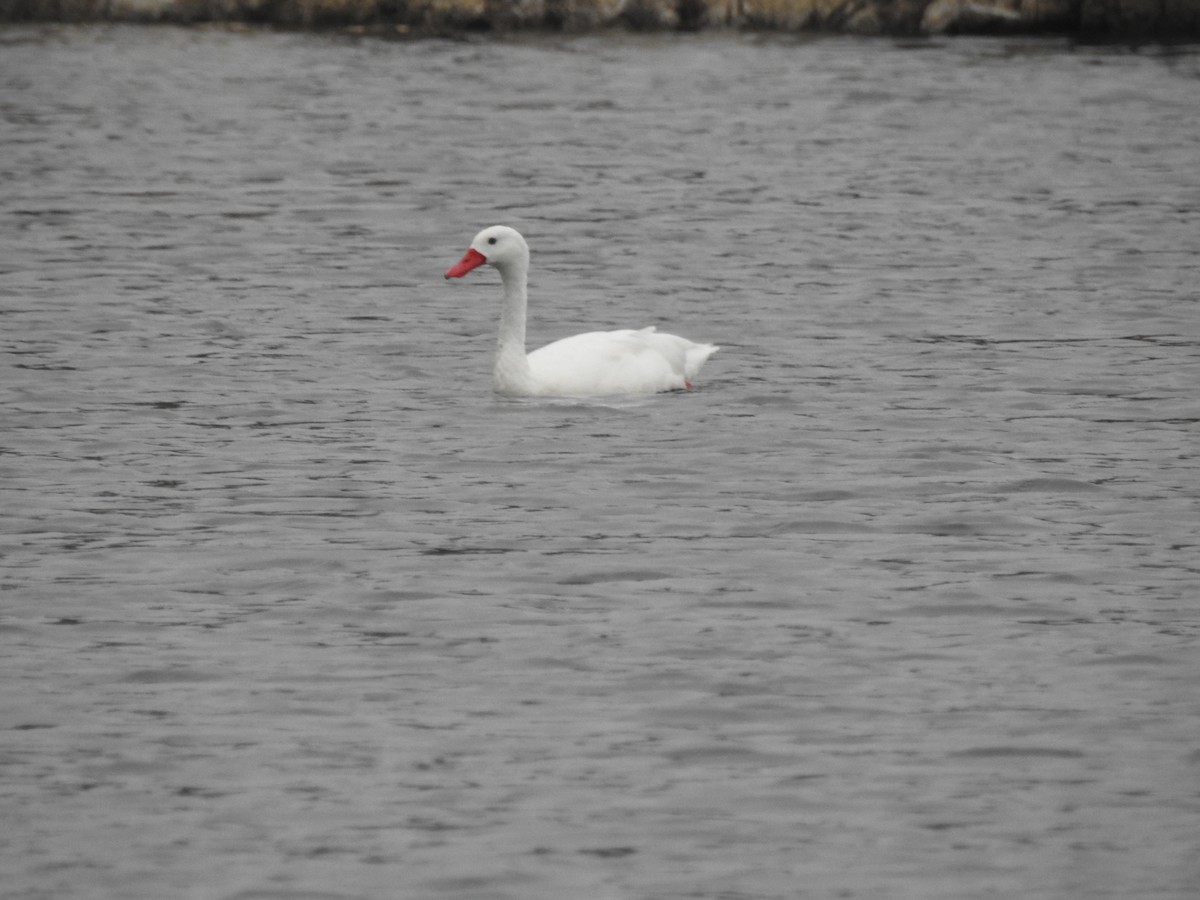 Coscoroba Swan - ML647697733