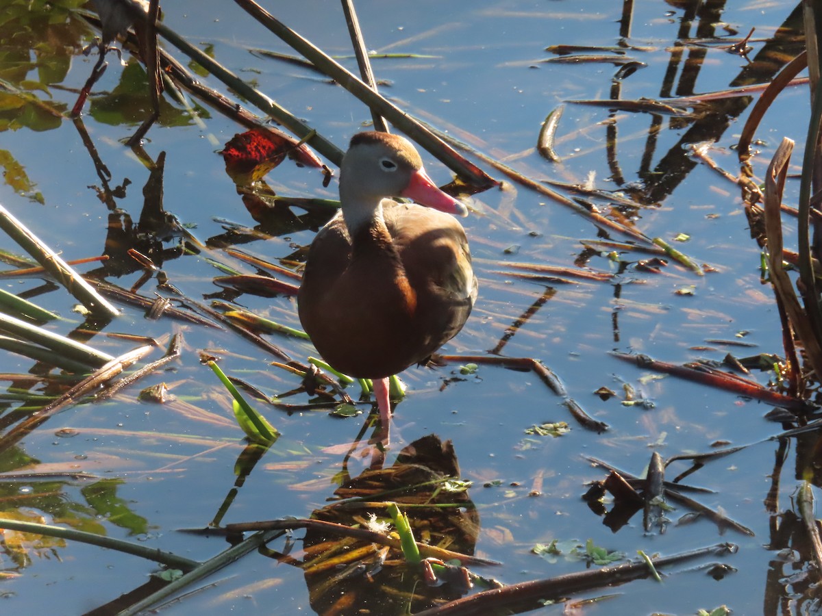 Black-bellied Whistling-Duck - ML647697735