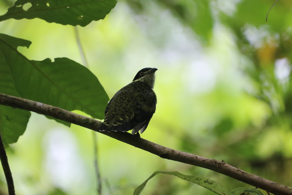 Scaled Fruiteater - ML647697737