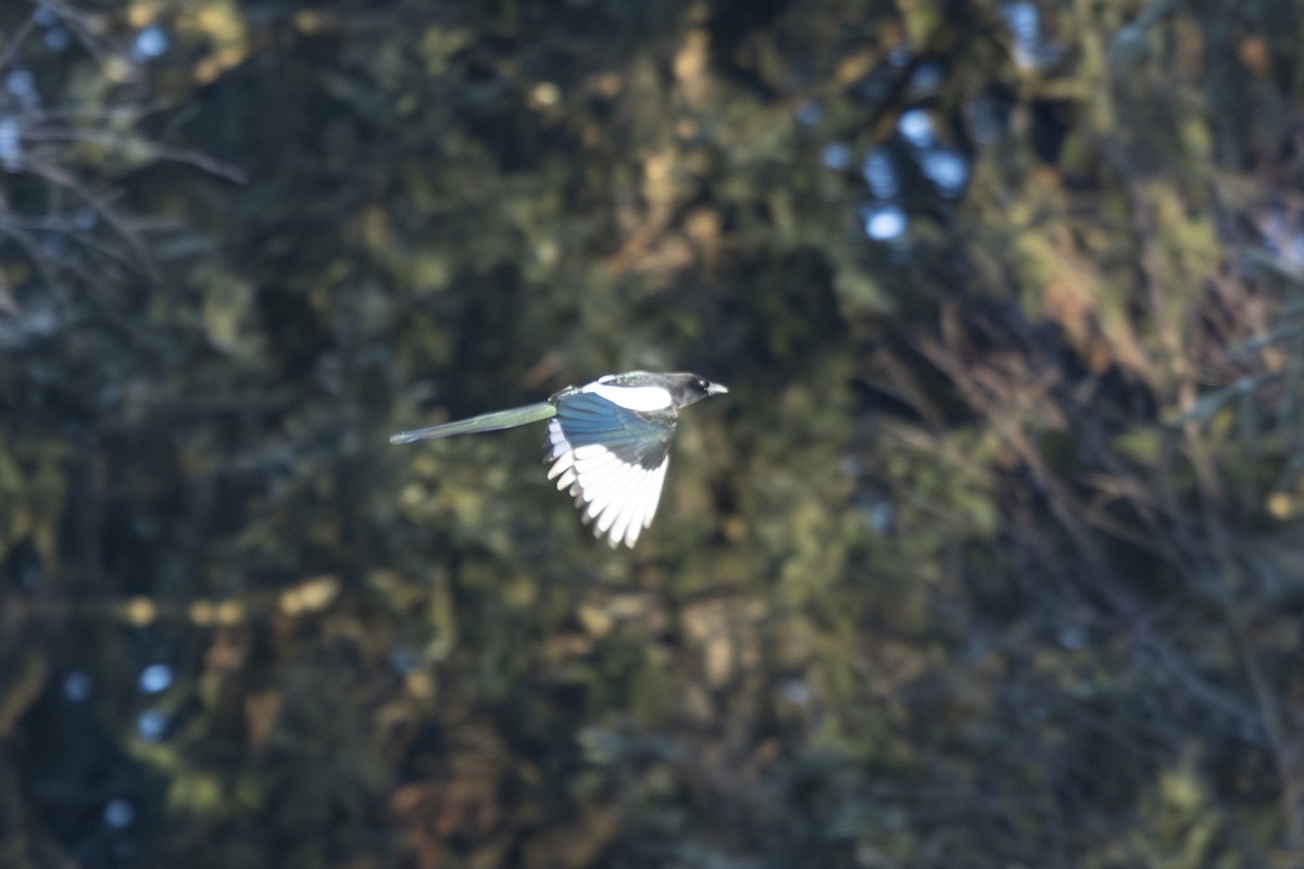 Eurasian Magpie - ML647697738