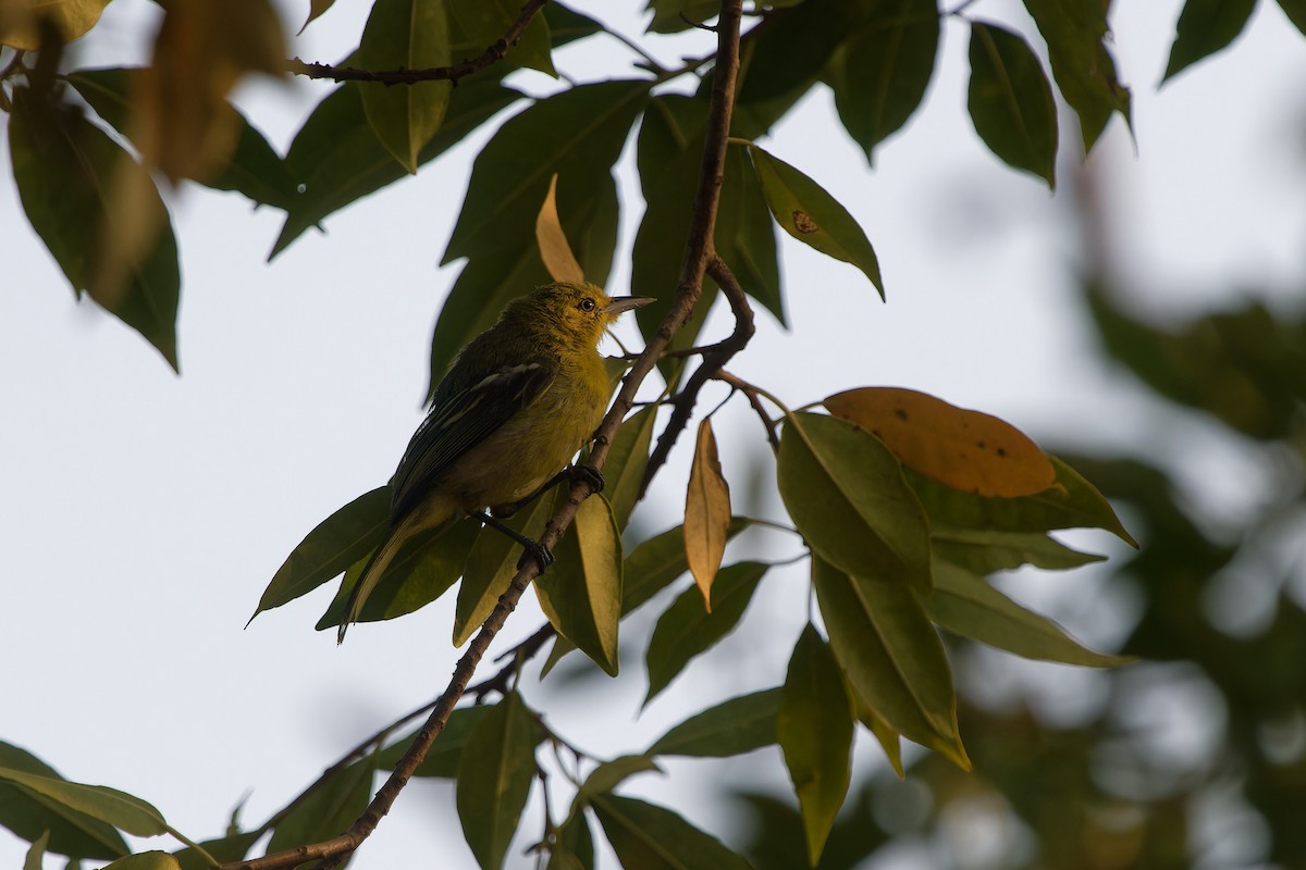 Common Iora - ML647697739