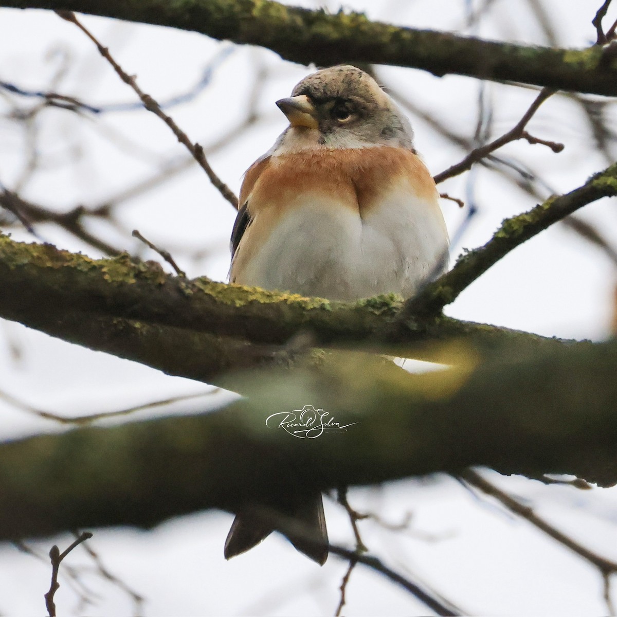 Brambling - ML647697740