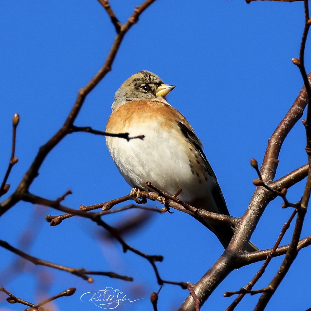 Brambling - ML647697741