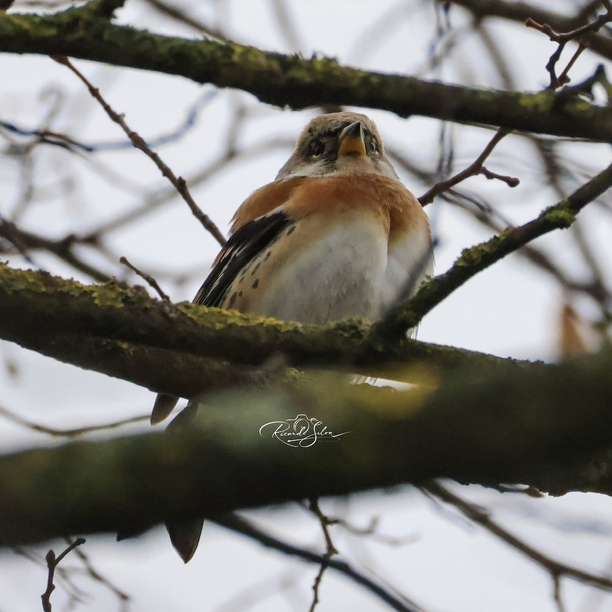 Brambling - ML647697742