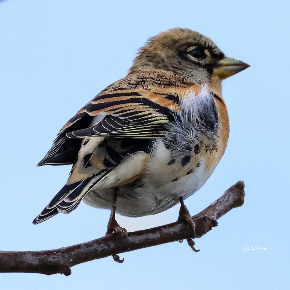 Brambling - ML647697743