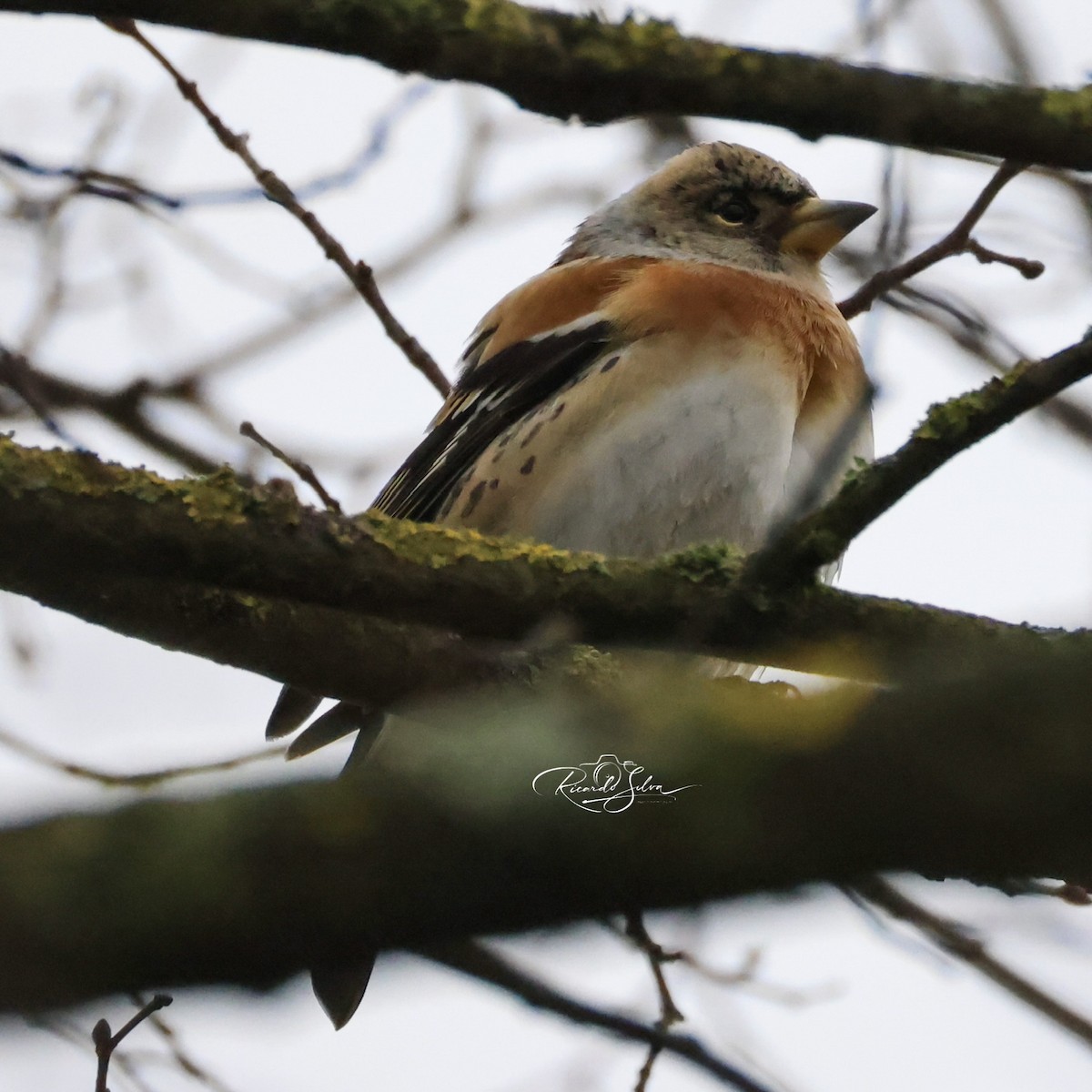 Brambling - ML647697744