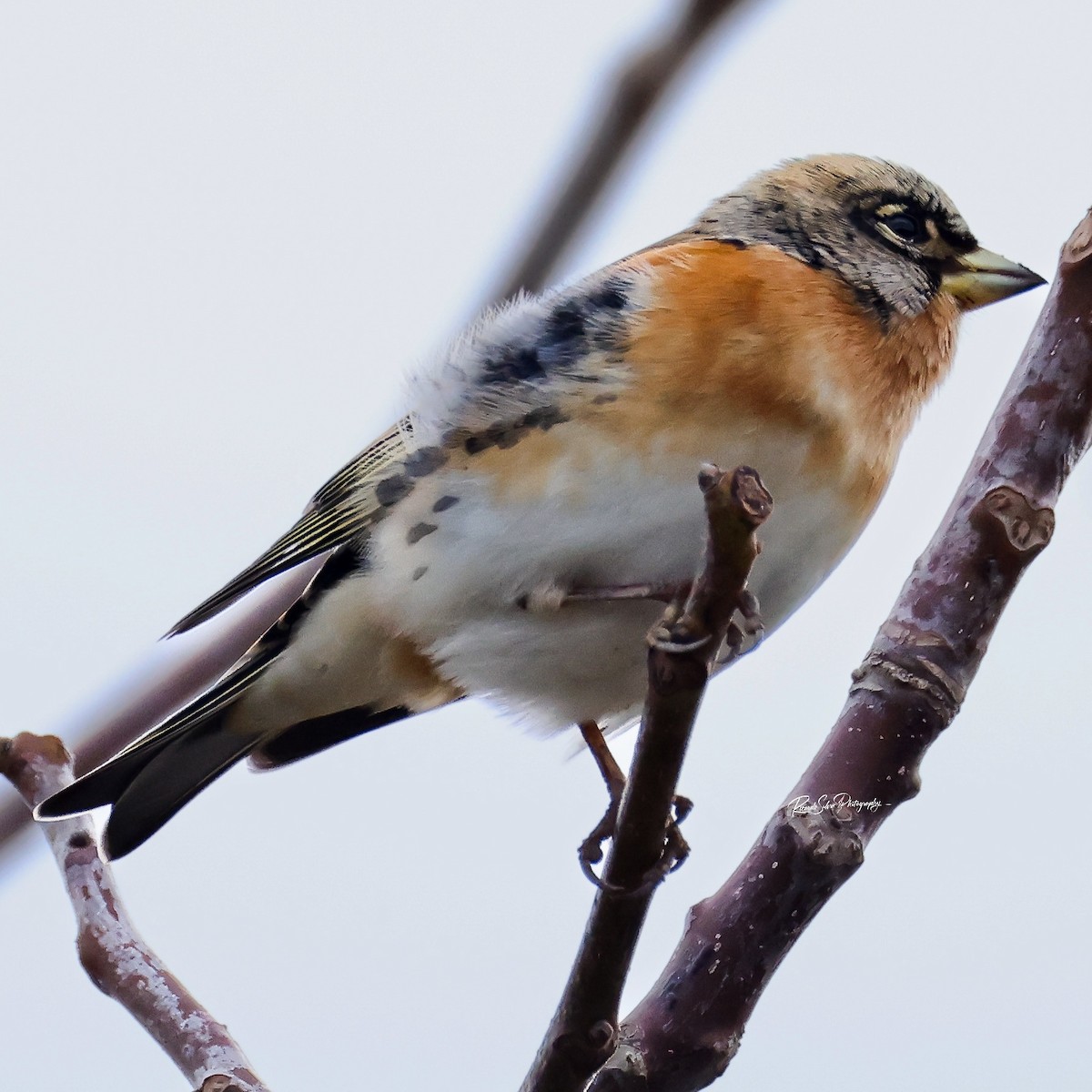 Brambling - ML647697745