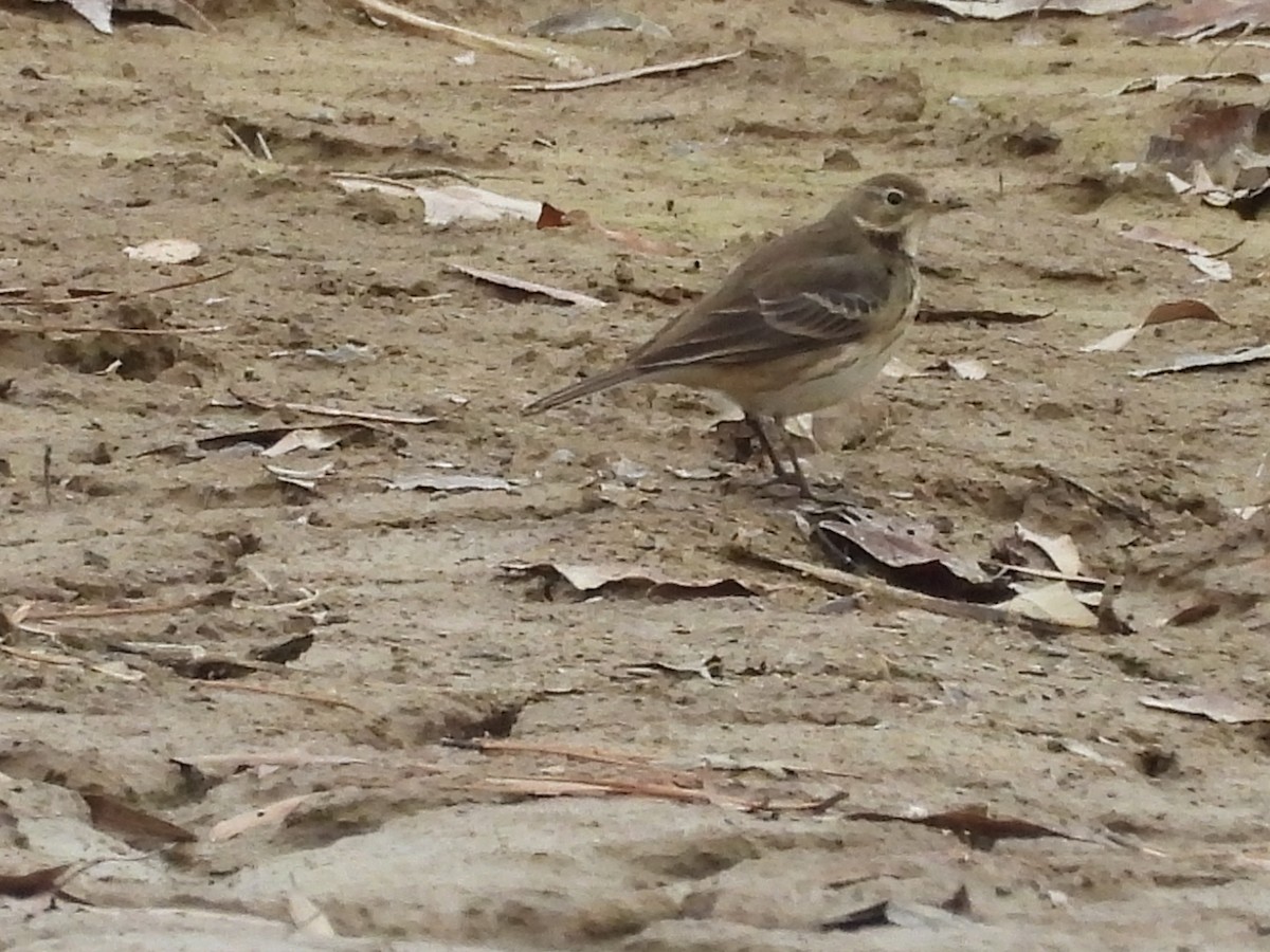 American Pipit - ML647697746