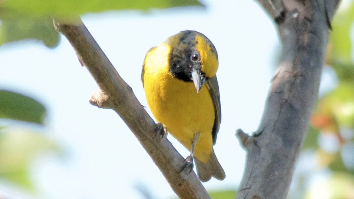 Yellow-crowned Euphonia - ML647697747