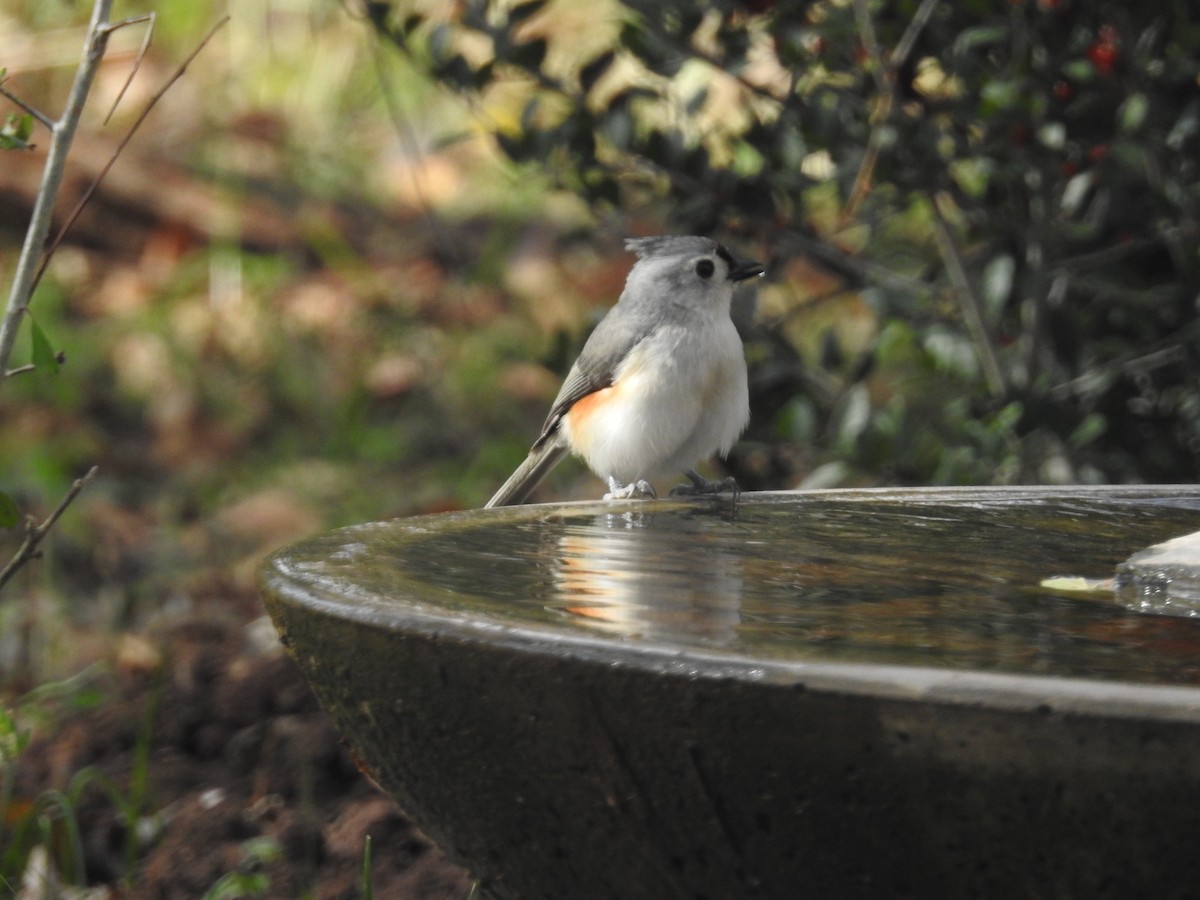 Tufted Titmouse - ML647697748